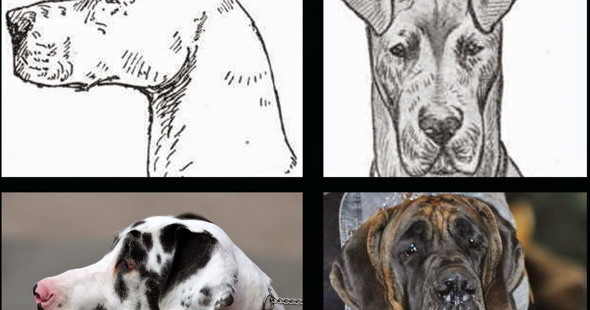 Old mission great danes 2025